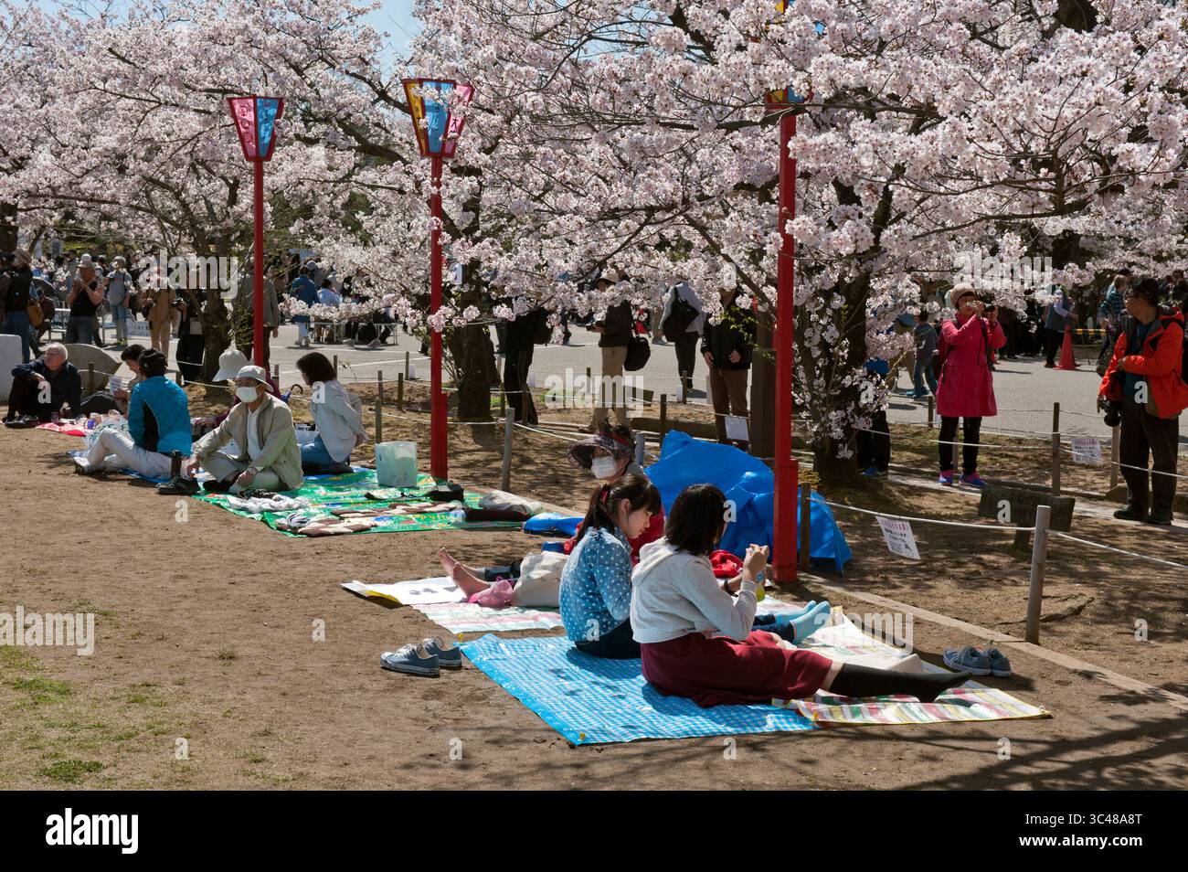 Japanese people enjoying a "hanami" (cherry blossom viewing) picnic party with friends on the grounds of Himeji Castle in Hyogo, Japan. Foto Stock