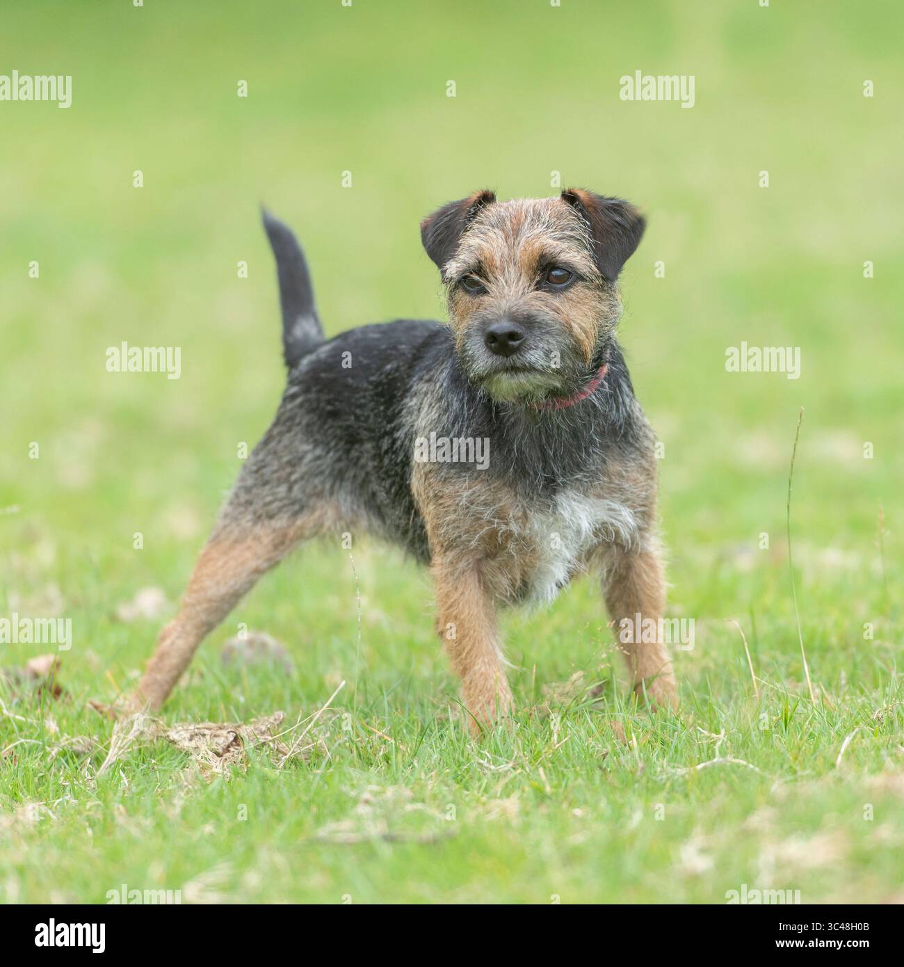 cane terrier di confine in un campo erboso Foto Stock