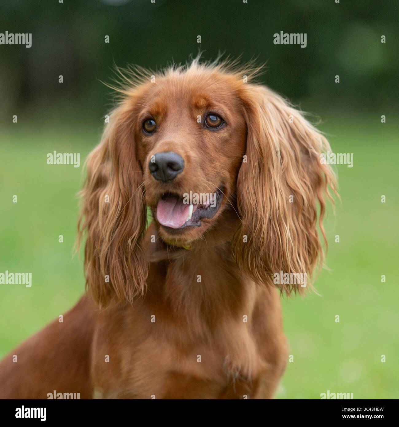 Golden cocker spaniel cane Foto Stock