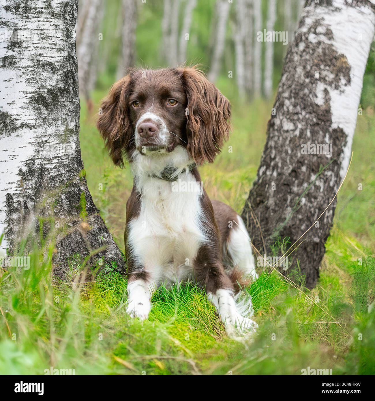 Il cane inglese Springer Spaniel al fegato e bianco seduto tra gli alberi di betulla Foto Stock