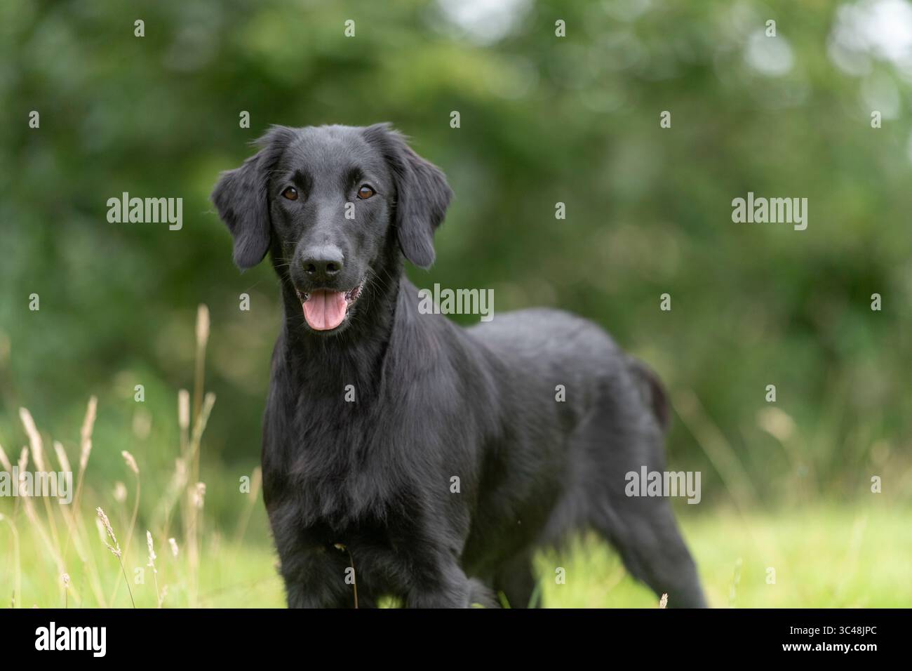 Appartamento rivestite retriever dog Foto Stock