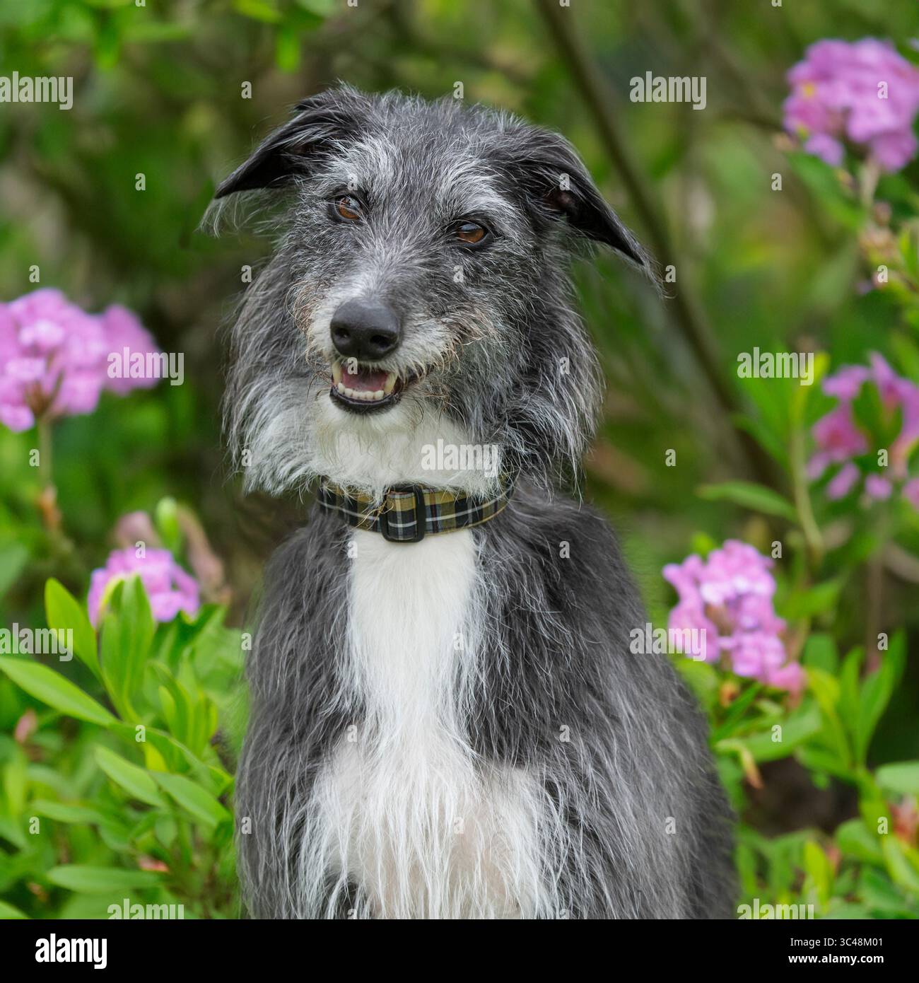 Cane Lurcher con rivestimento ruvido Foto Stock