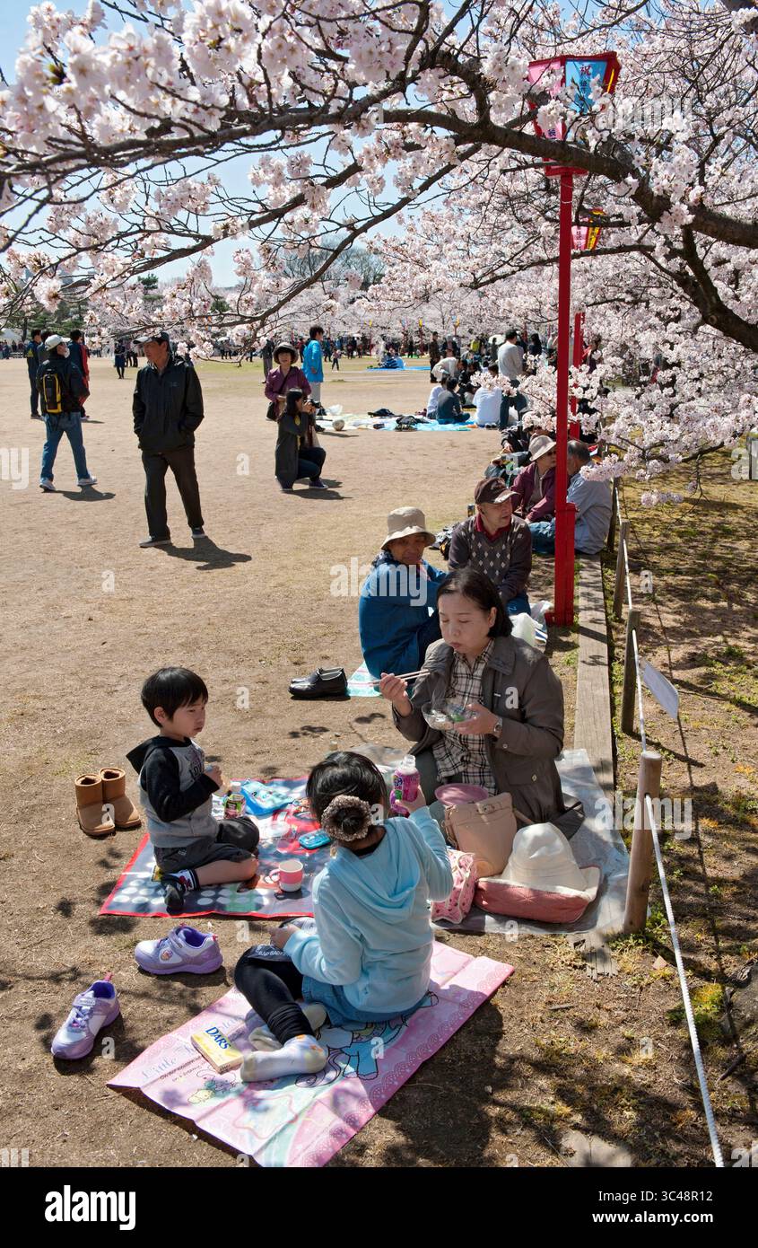 Japanese people enjoying a "hanami" (cherry blossom viewing) picnic party with friends on the grounds of Himeji Castle in Hyogo, Japan. Foto Stock