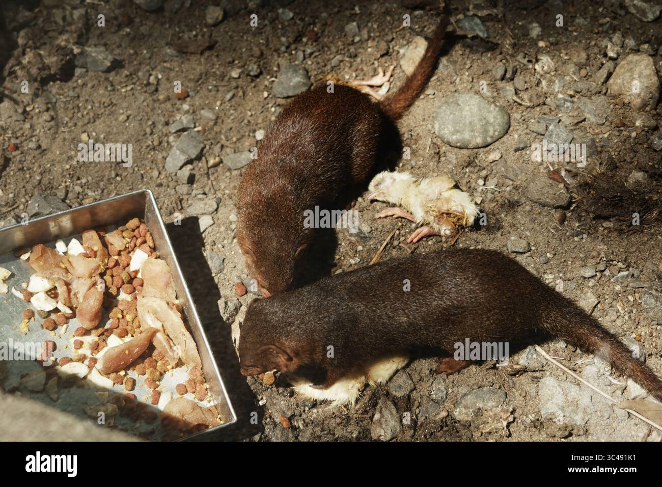 Due mangole nane - Helogale parvula - che si nutrono di un pulcino in un recinto dello zoo. L'illuminazione naturale e il terreno roccioso mettono in risalto il loro comportamento predatorio Foto Stock
