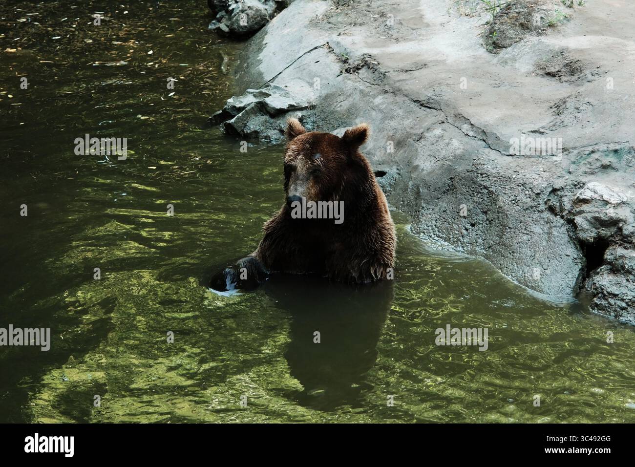 Un orso bruno si raffredda in uno stagno verde, in piedi parzialmente sommerso vicino a un bordo roccioso. L'espressione di calma degli animali riflette un momento di pace nel suo Foto Stock