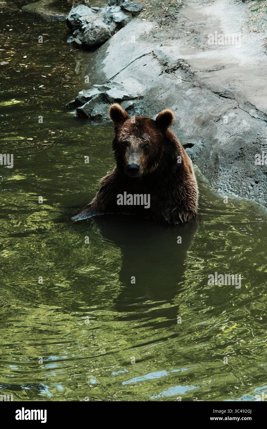 Un orso bruno si raffredda in uno stagno verde, in piedi parzialmente sommerso vicino a un bordo roccioso. L'espressione di calma degli animali riflette un momento di pace nel suo Foto Stock