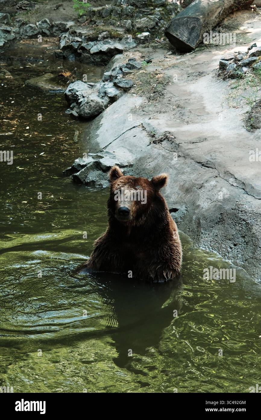 Un orso bruno si raffredda in uno stagno verde, in piedi parzialmente sommerso vicino a un bordo roccioso. L'espressione di calma degli animali riflette un momento di pace nel suo Foto Stock
