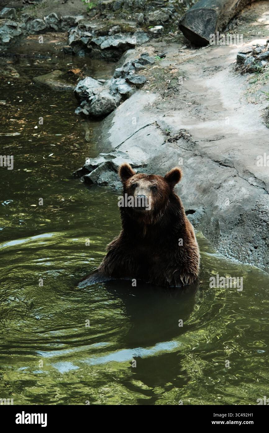 Un orso bruno si raffredda in uno stagno verde, in piedi parzialmente sommerso vicino a un bordo roccioso. L'espressione di calma degli animali riflette un momento di pace nel suo Foto Stock
