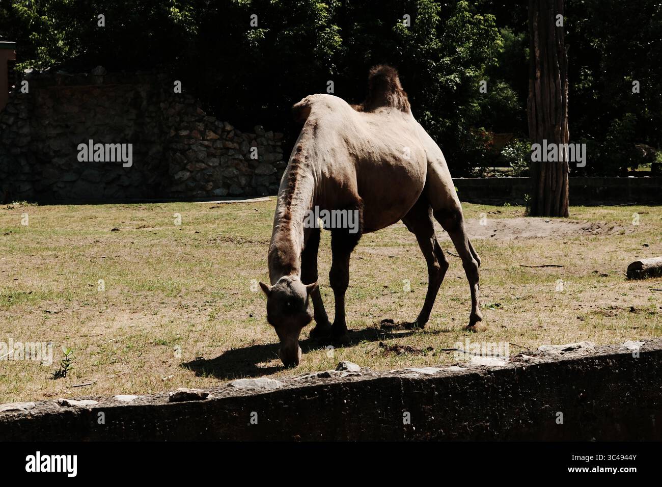 Cammello battriano con due gobbe che pascolano sull'erba in un recinto dello zoo. L'animale è esposto alla luce del sole con un muro di pietra e alberi sullo sfondo. Foto Stock