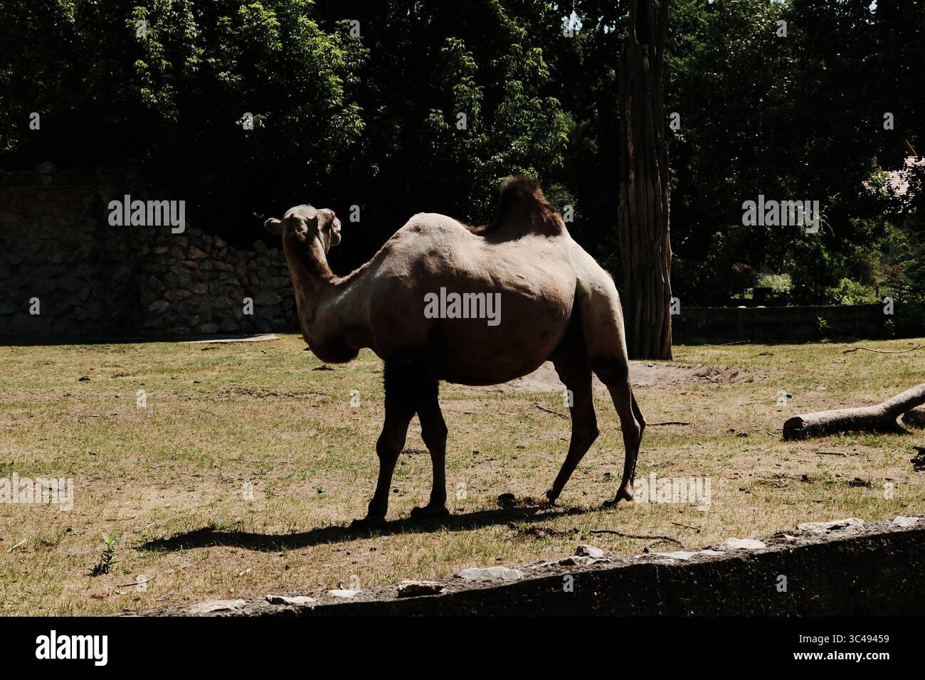 Un cammello battriano singolo con due gobbe in piedi in un recinto dello zoo, che getta un'ombra a terra. Alberi verdi e un muro di pietra sullo sfondo. Foto Stock