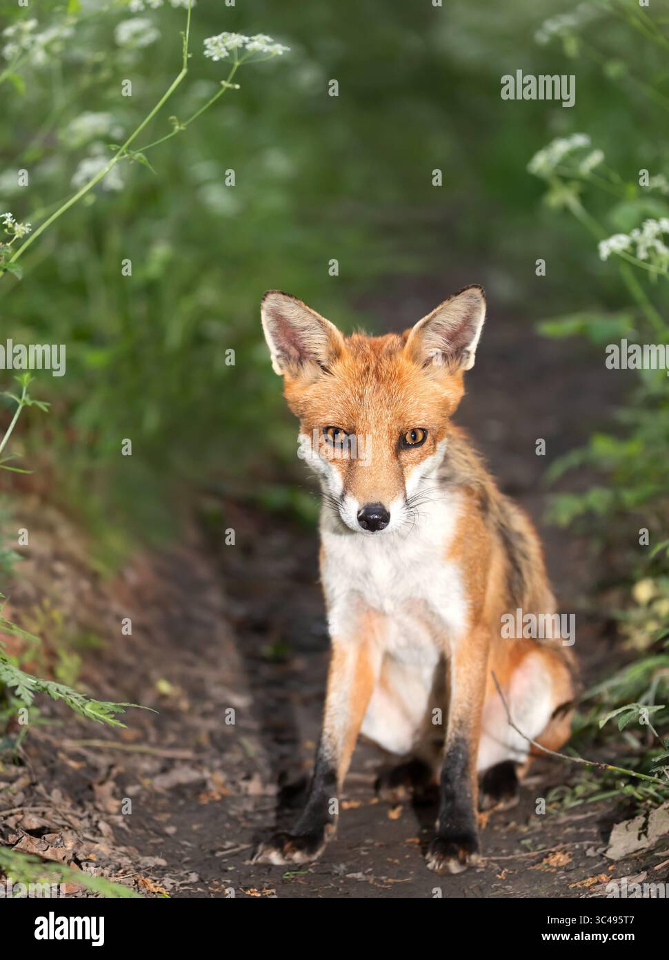Primo piano di una giovane volpe rossa seduta in un prato, Regno Unito Foto Stock