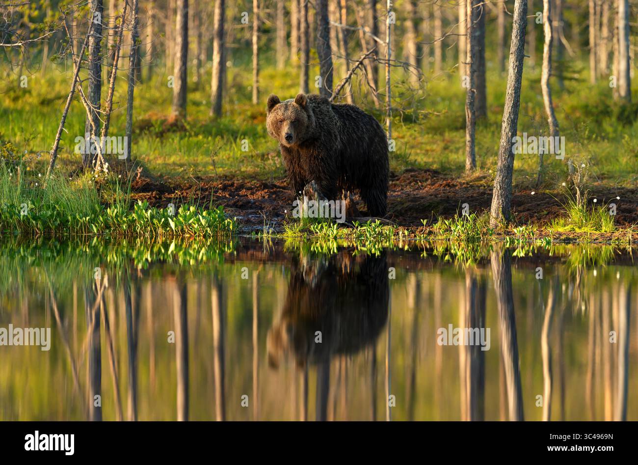 Orso bruno eurasiatico (Ursus arctos arctos) in piedi vicino a uno stagno della foresta, con il suo pieno riflesso visibile nell'acqua ferma. Foto Stock