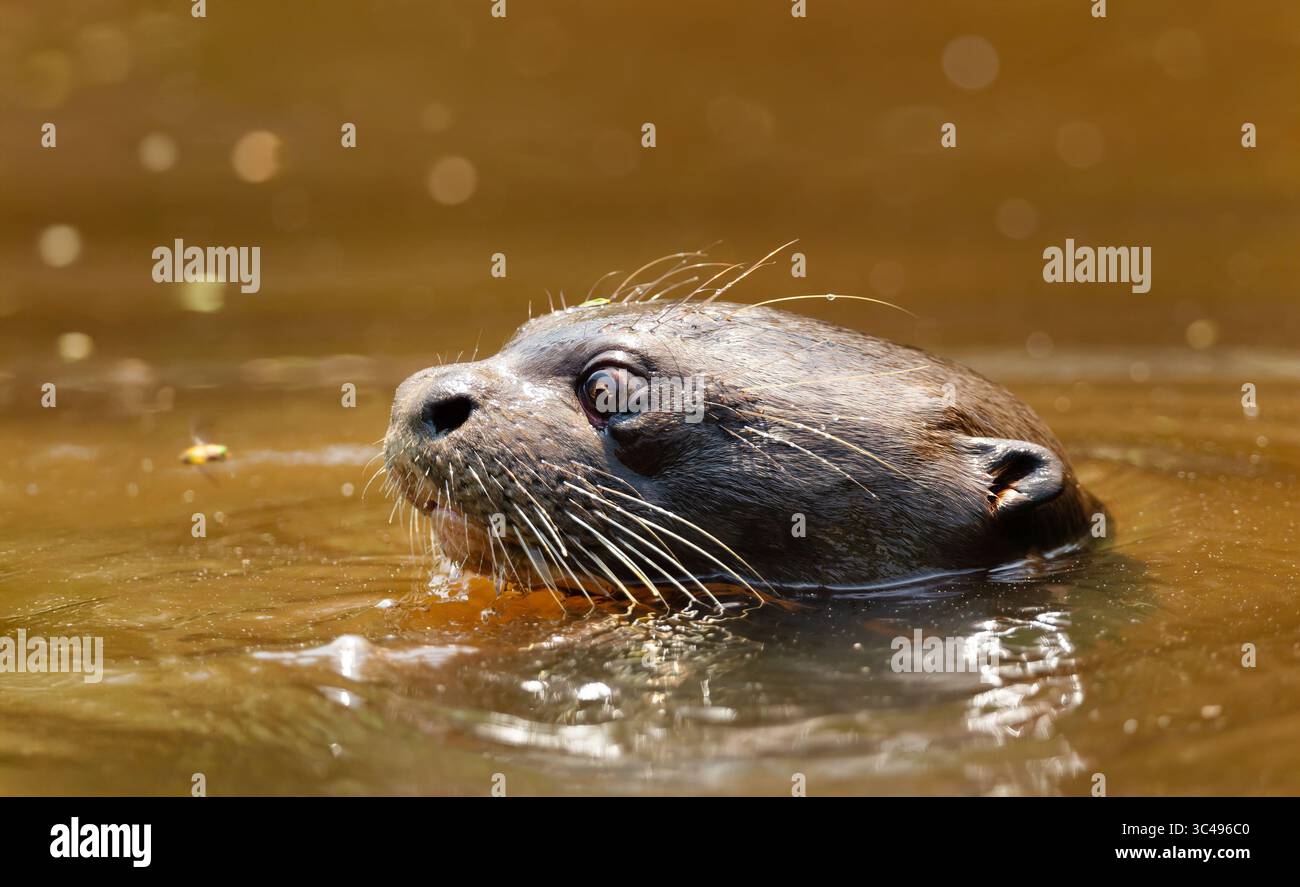 Lontra gigante (Pteronura brasiliensis) che nuota in un fiume nel Pantanal, Brasile. Foto Stock