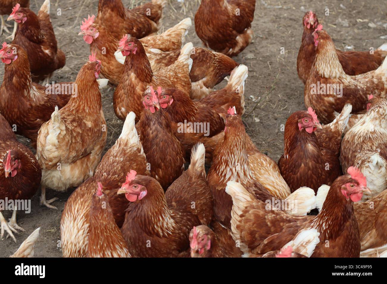 Due polli si sussurrano a vicenda Foto Stock