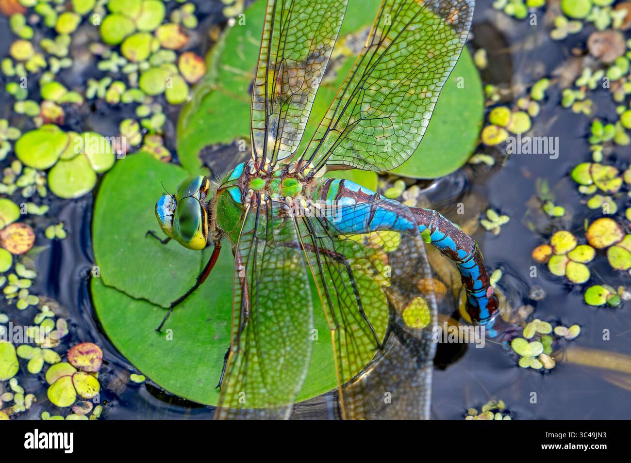 Dragonfly Imperatore / Imperatore blu (Anax imperator / Anax formosa) femmina con addome blu che dedica uova in acqua del ruscello in estate Foto Stock