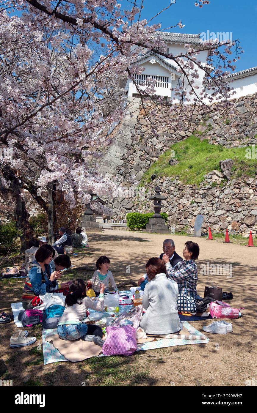 Japanese people enjoying a "hanami" (cherry blossom viewing) picnic party with friends on the grounds of Himeji Castle in Hyogo, Japan. Foto Stock