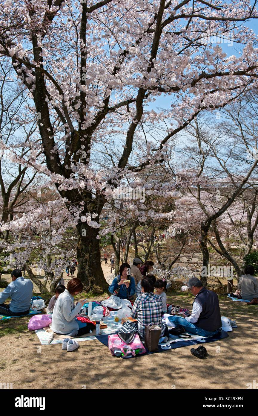 Japanese people enjoying a "hanami" (cherry blossom viewing) picnic party with friends on the grounds of Himeji Castle in Hyogo, Japan. Foto Stock