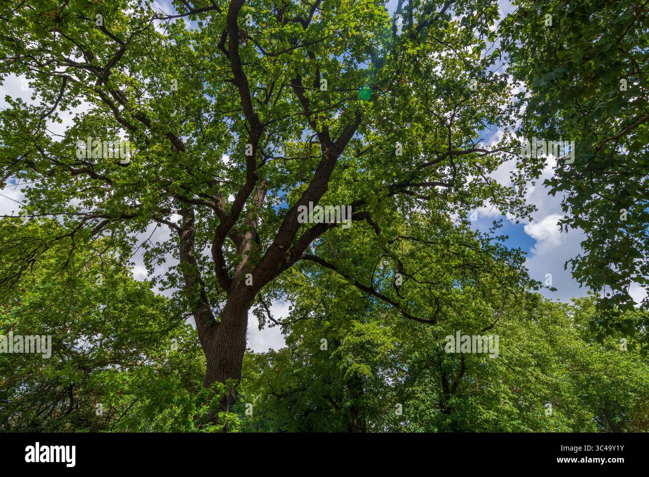 Quercia matura (Quercus spp.) Sul Tottenham Green in estate, vista del baldacchino, Tottenham, Londra, Inghilterra, REGNO UNITO. Connessione con la natura. Foto Stock