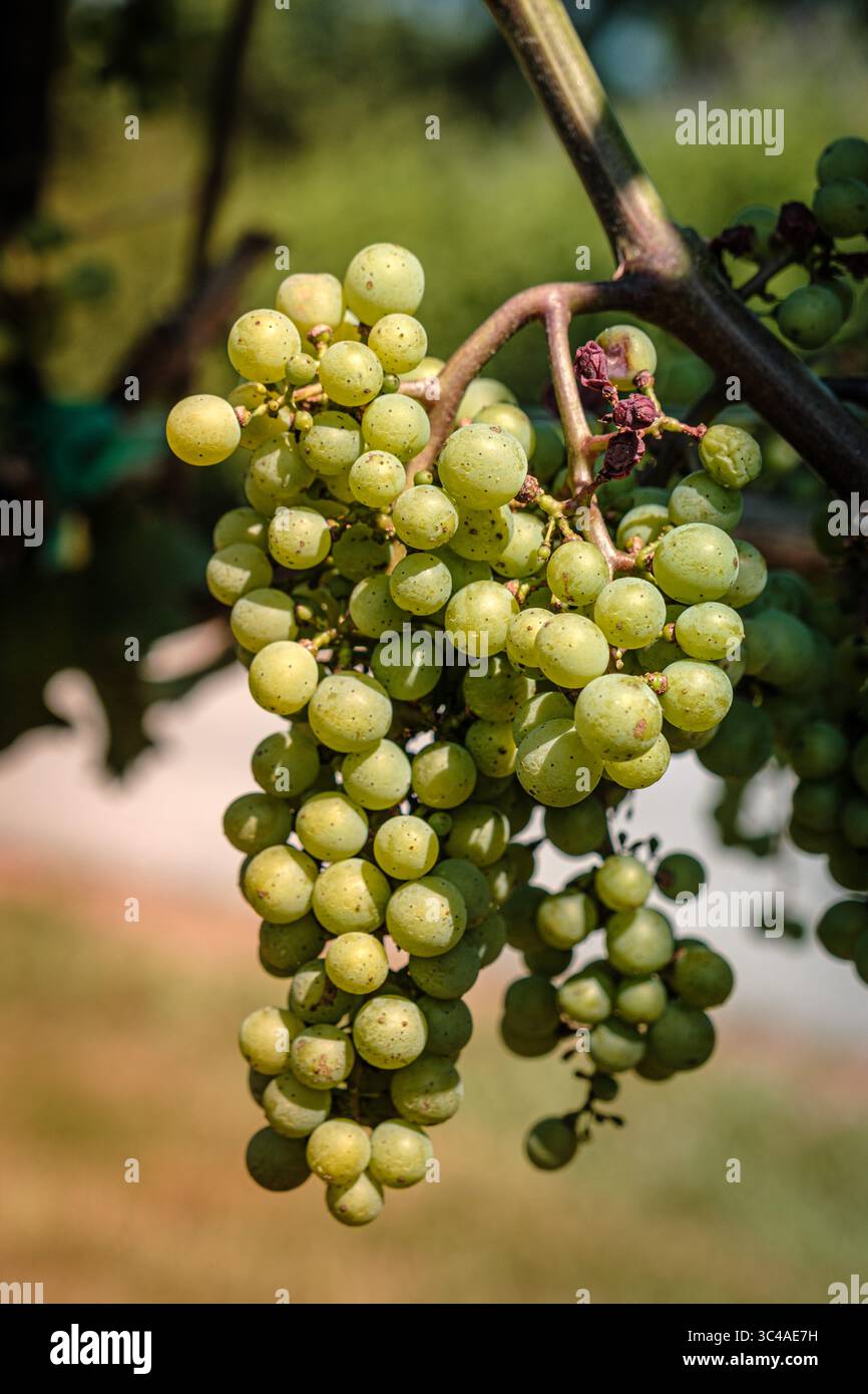 Un mucchio di uva verde pende su una vite in un vigneto Foto Stock