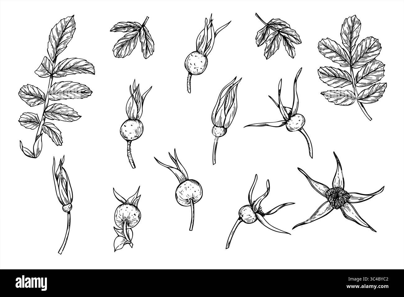 Illustrazione monocromatica di bacche, gemme e foglie vettoriali dipinta con inchiostri neri. Bozzetto grafico del set di bacche selvatiche Illustrazione Vettoriale