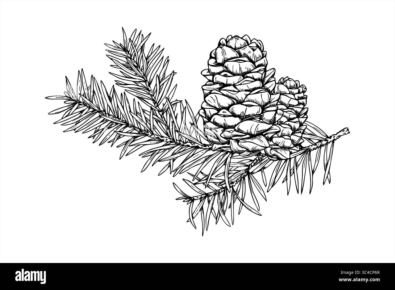 Ramo di cedro con coni in crescita verso l'alto vettore monocromatico dipinto da inchiostri neri. Disegno grafico twig decorativo in abete sempreverde per decorazioni natalizie Illustrazione Vettoriale