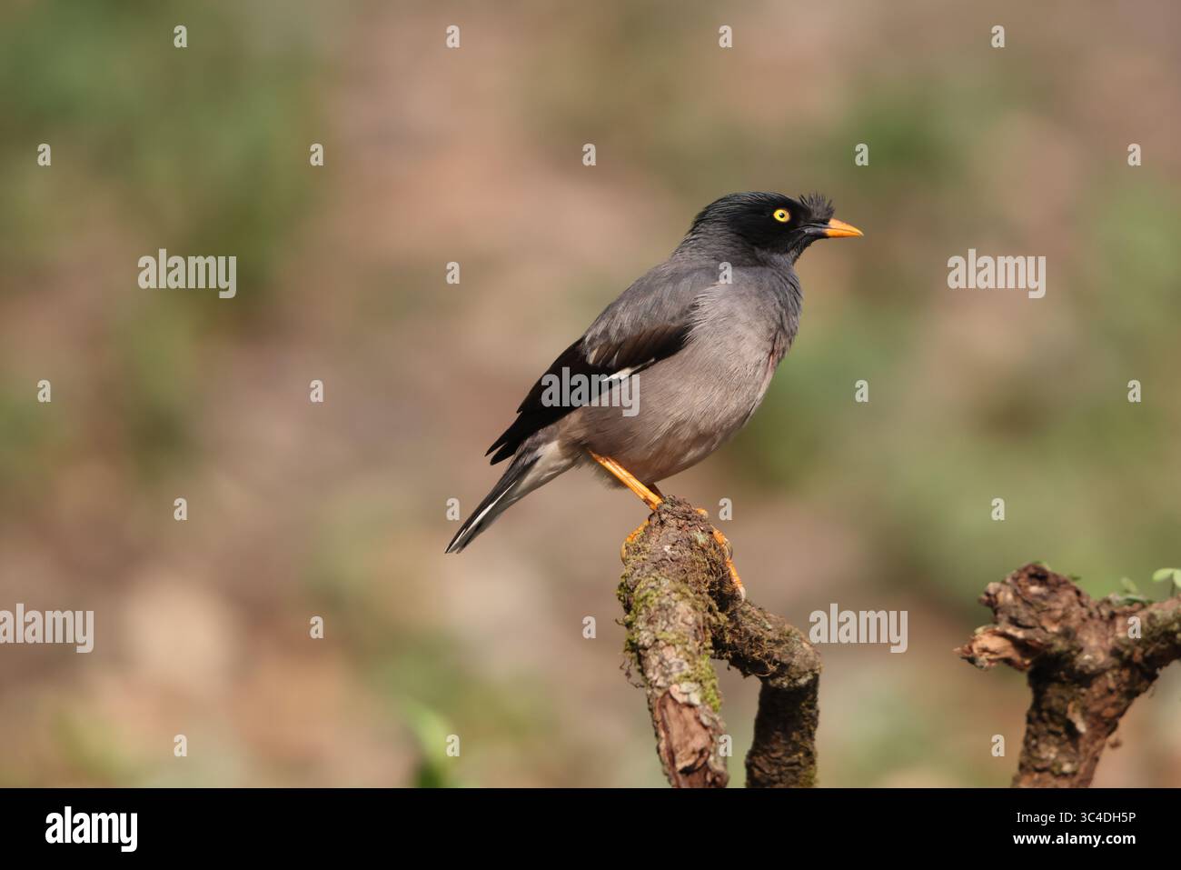La giungla myna (Acridotheres fuscus) è una myna, un membro della famiglia starling. Questa foto è stata scattata in India. Foto Stock