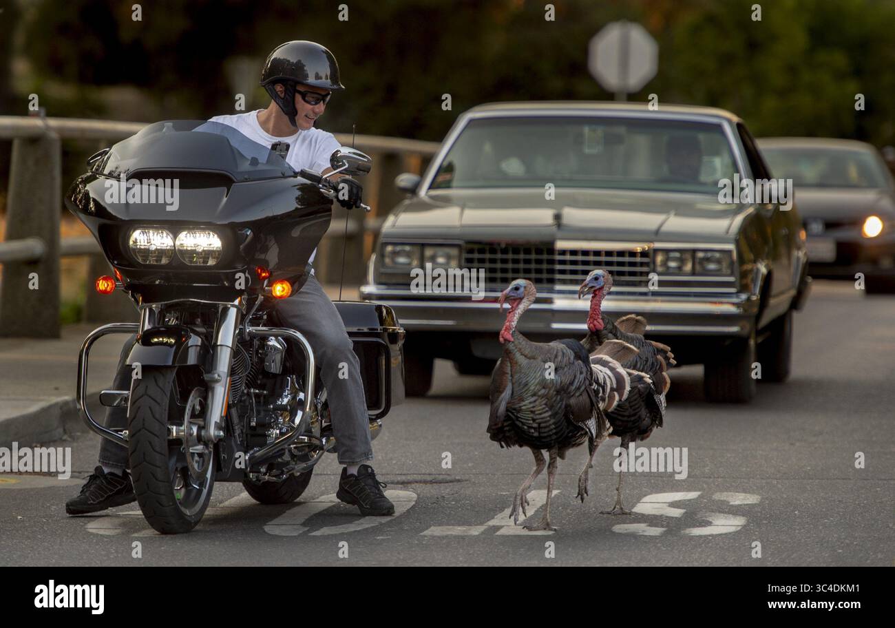 1 agosto 2018 - Davis, California, Stati Uniti - due tacchini hanno interrotto il flusso del traffico, hanno inseguito un motociclista mentre lasciavano il campus UC Davis mercoledì pomeriggio all'incrocio tra la Rue Drive e Arboretum Drive, 1 agosto 2018 (immagine di credito: © Sacramento Bee via ZUMA Wire) Foto Stock