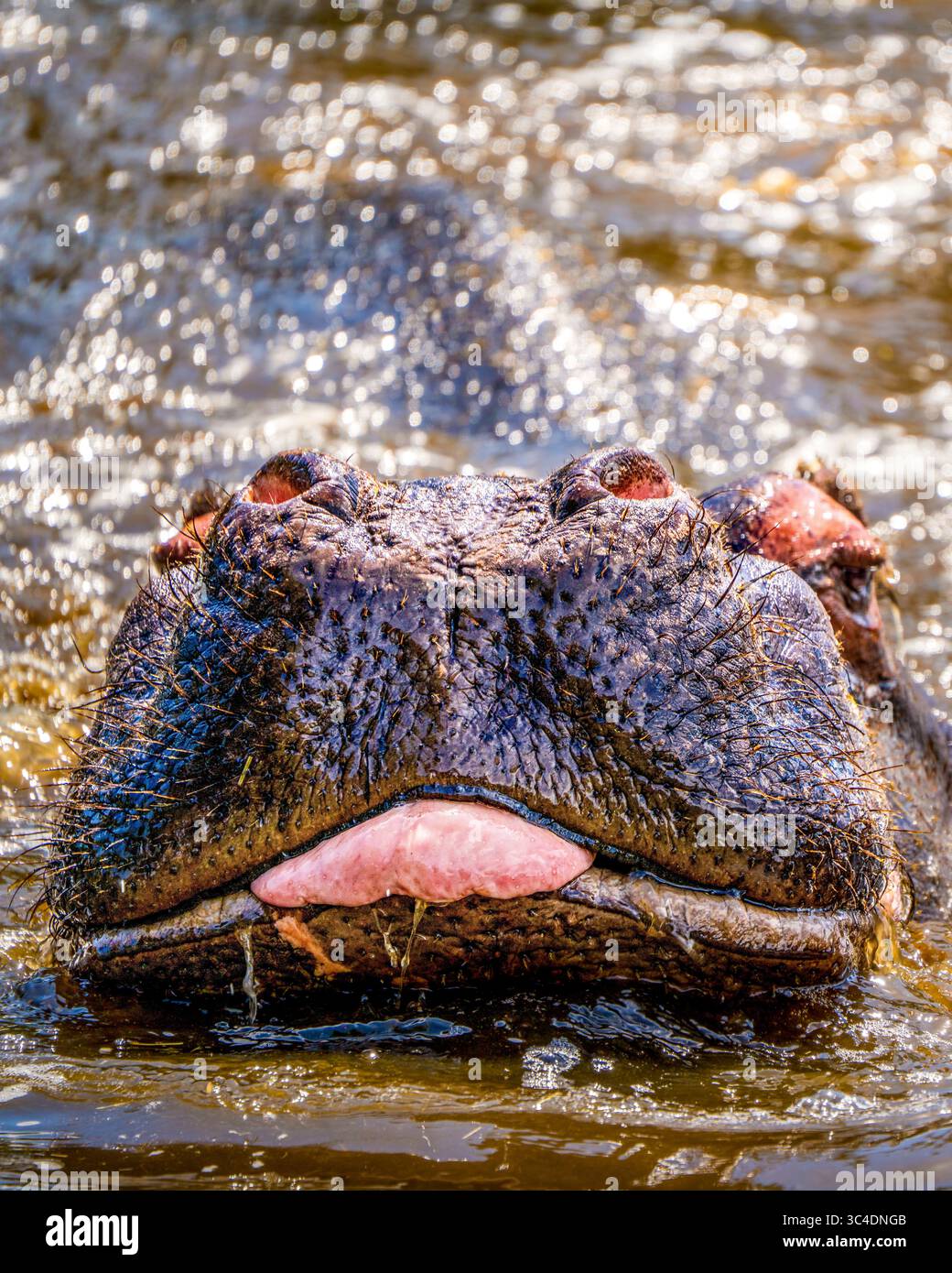 Primo piano del viso dell'ippopotamo in acqua con pelle bagnata e testurizzata Foto Stock