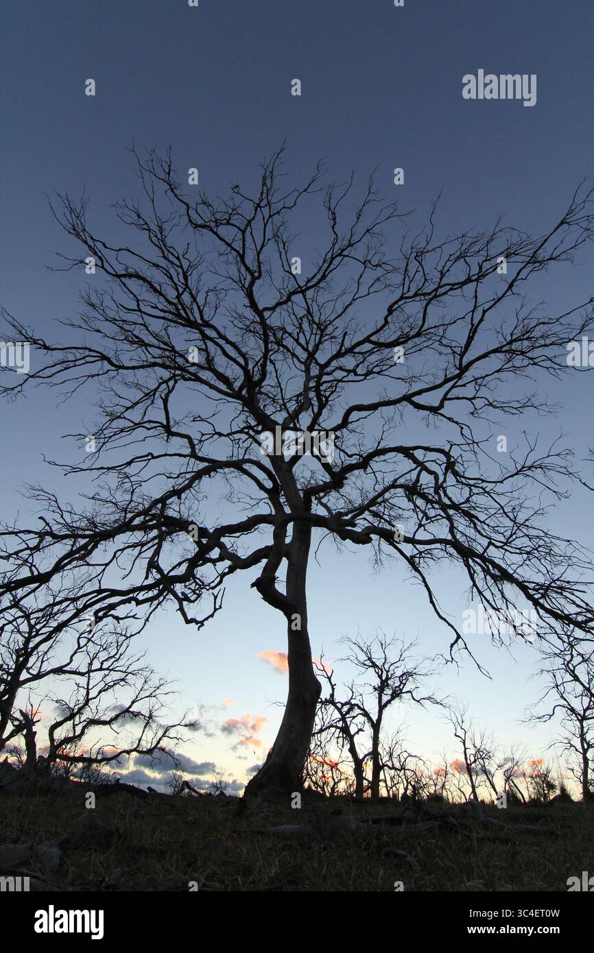 sagoma di un albero senza foglie al crepuscolo o all'alba Foto Stock