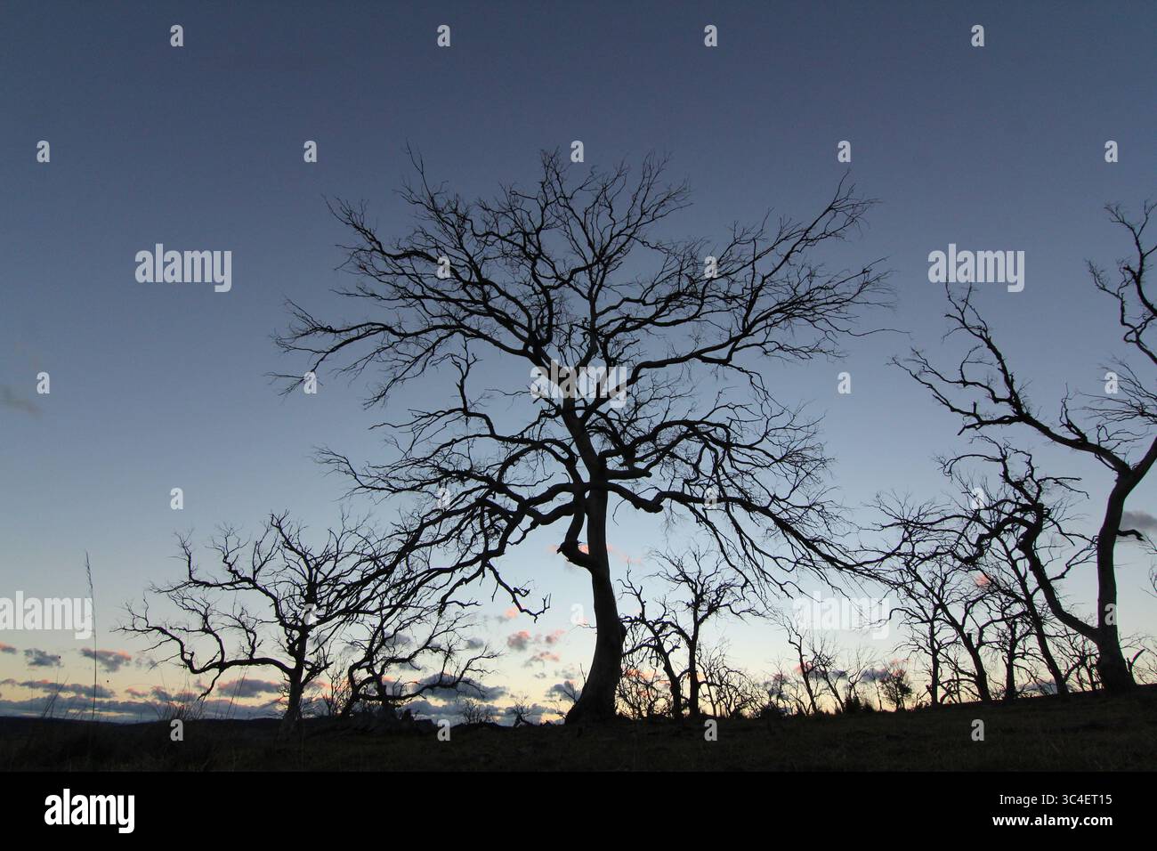 sagoma di un albero senza foglie al crepuscolo o all'alba Foto Stock