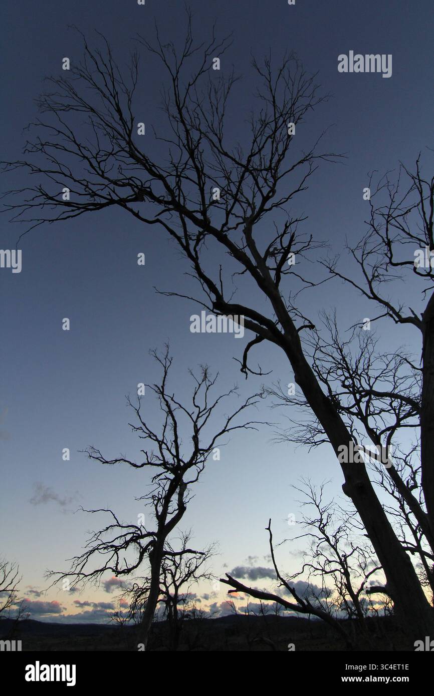 sagoma di un albero senza foglie al crepuscolo o all'alba Foto Stock