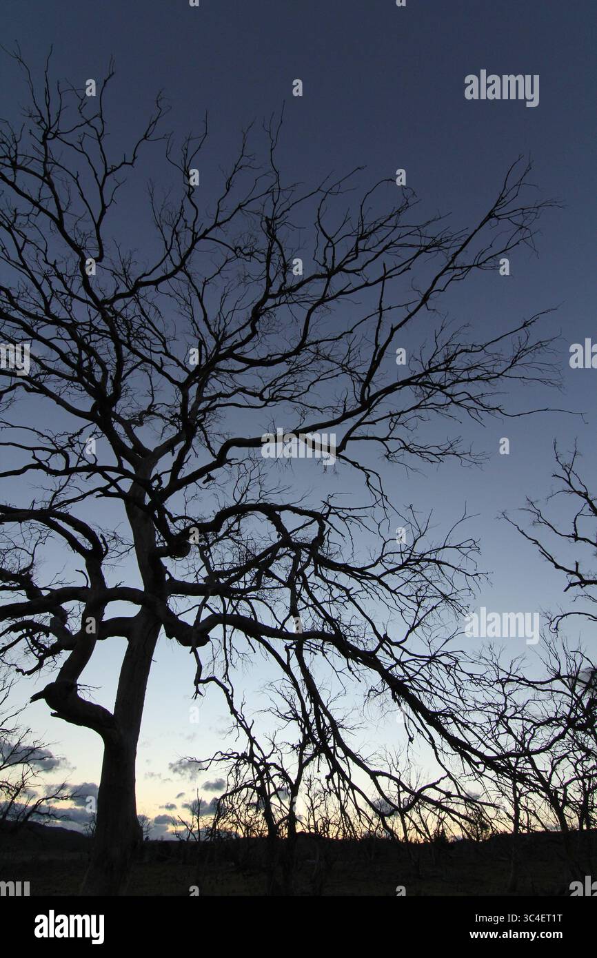 sagoma di un albero senza foglie al crepuscolo o all'alba Foto Stock