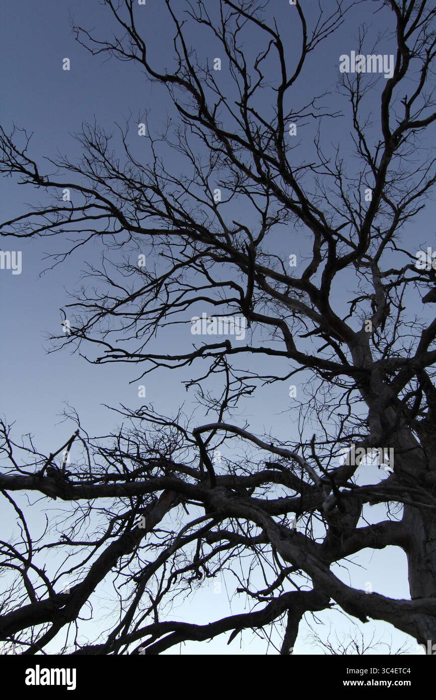 sagoma di un albero senza foglie al crepuscolo o all'alba Foto Stock
