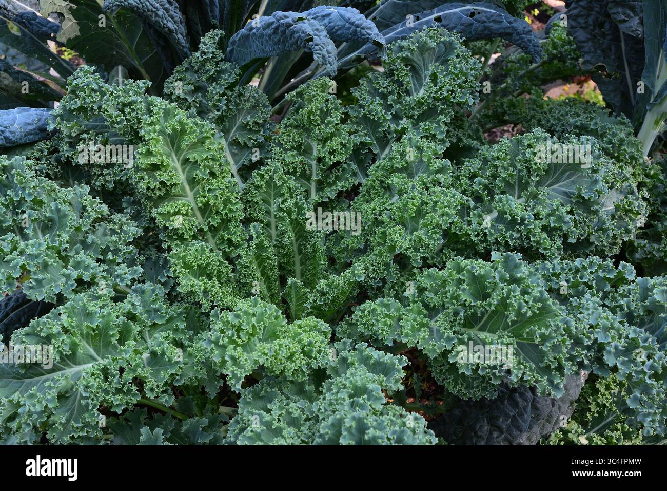 Un primo piano dettagliato di una pianta di cavolo vivace e sana che cresce in un giardino 2 Foto Stock