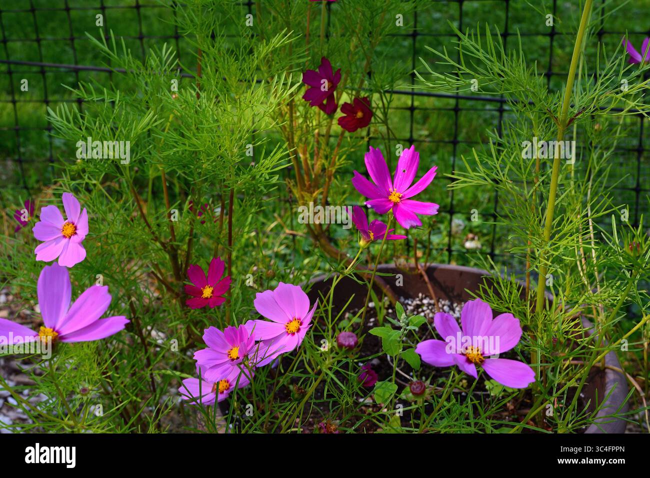 Giardino viola nel giardino esterno Foto Stock