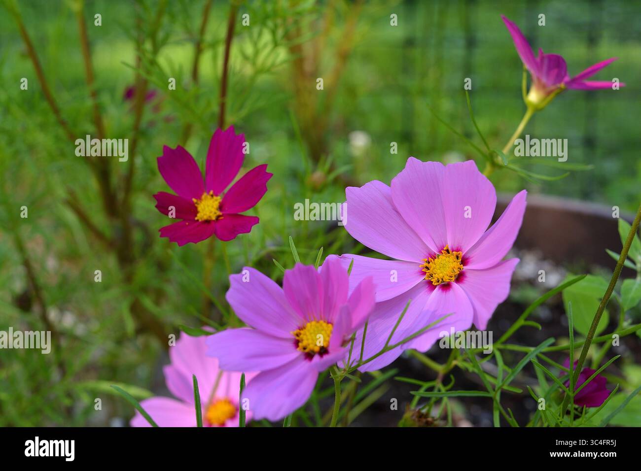 Giardino viola nel giardino esterno Foto Stock