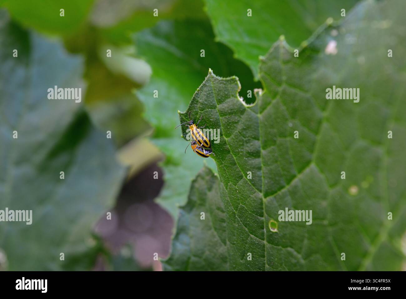 Due coleotteri a strisce gialle e nere si accoppiano su una grande foglia verde Foto Stock