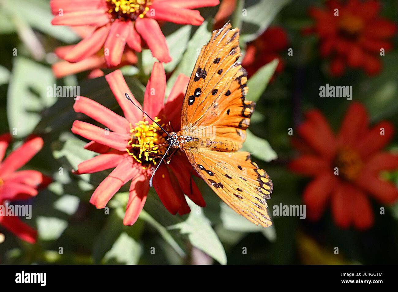 28 agosto 2018 - Albuquerque, NUOVO MESSICO, Stati Uniti - 082818.Una festa a farfalla sui fiori all'Albuquerque BioPark .le farfalle e le api : il potere dei poilinatori si tiene al Butterfly Pavillon .fotografato martedì 28 agosto 2018/Adolphe Pierre-Louis/Journal (immagine di credito: © Adolphe Pierre-Louis/Albuquerque Journal via ZUMA Wire) Foto Stock