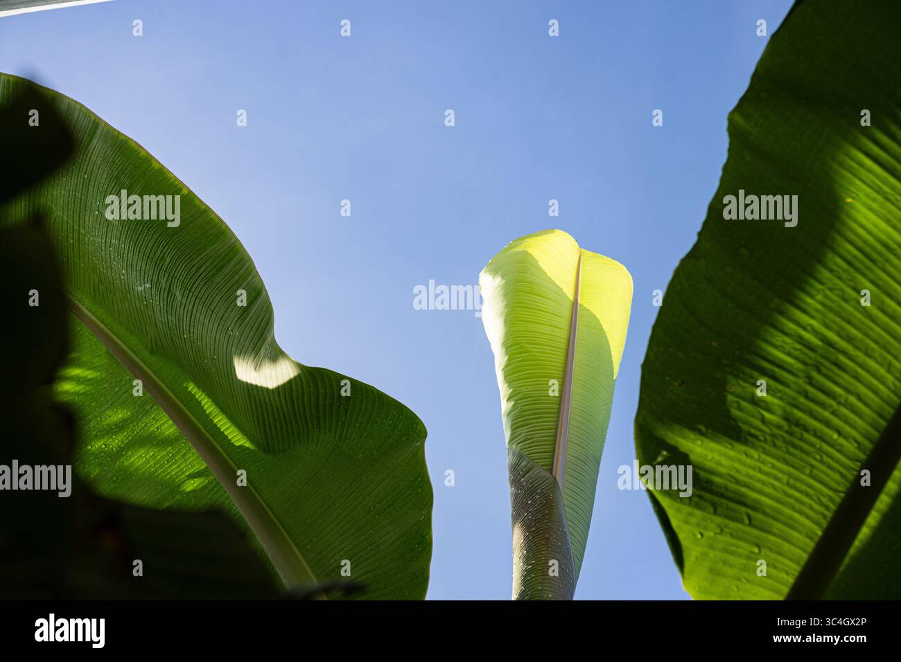 Vista verso l'alto delle foglie di banana con punte appuntite contro un cielo blu. Ideale per immagini di natura tropicale, contenuti botanici, temi estivi o eco-compatibili Foto Stock