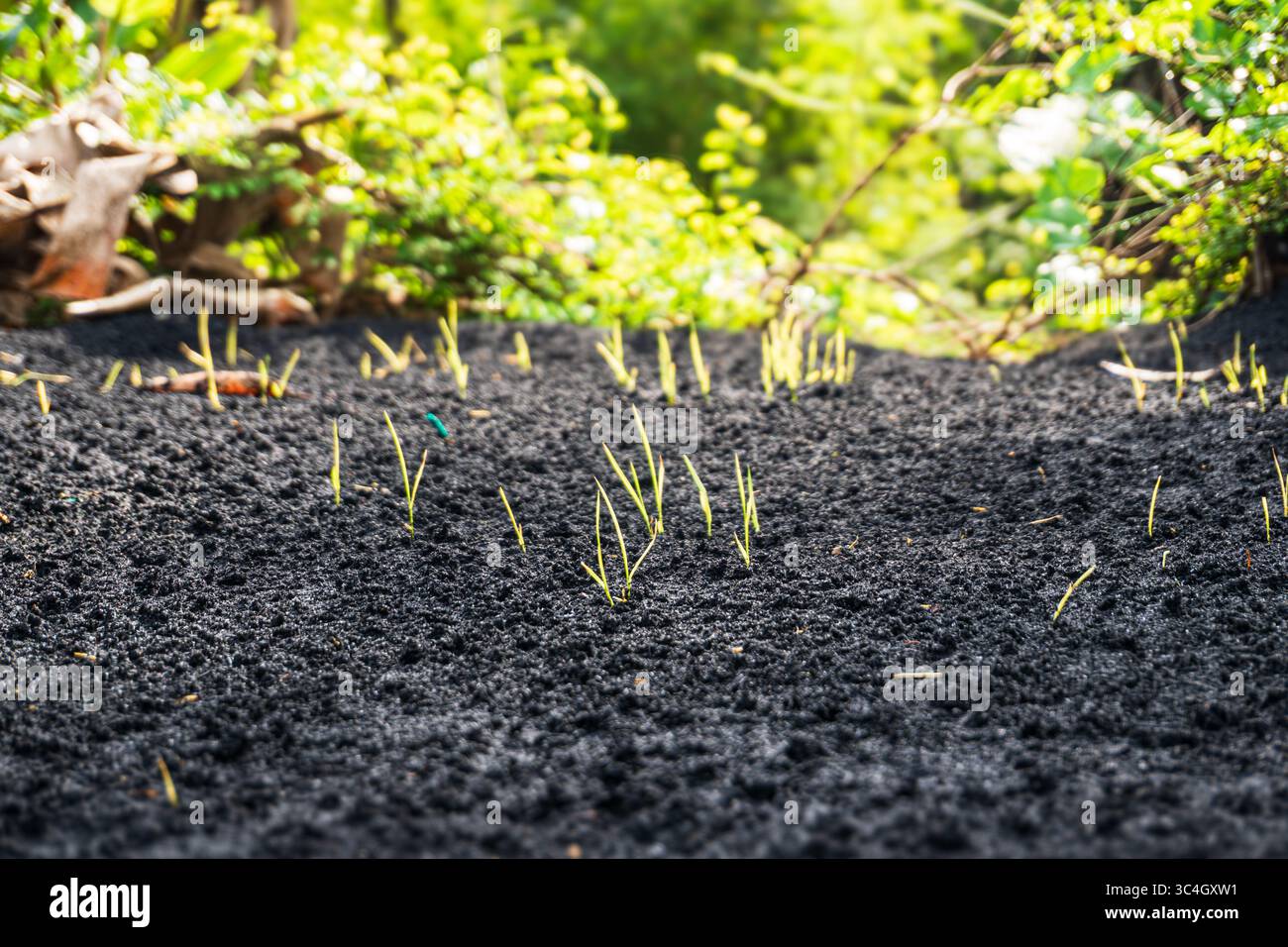 Giovani germogli di cipolla che emergono dal terreno di buccia di riso bruciato. Ideale per blog sull'agricoltura, tutorial sul giardinaggio, grafica per l'agricoltura sostenibile o Foto Stock