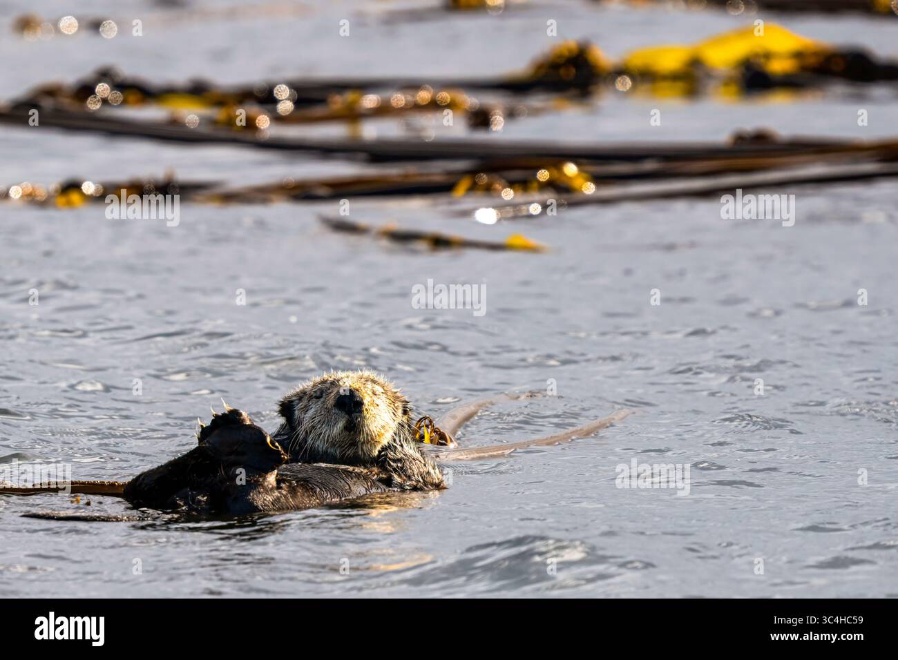 Lontra di mare che dorme al largo dell'isola di Malcolm, territorio delle prime Nazioni, territori tradizionali del popolo Kwakwakaa'wakw, Columbia Britannica, Canada.⁠ Foto Stock
