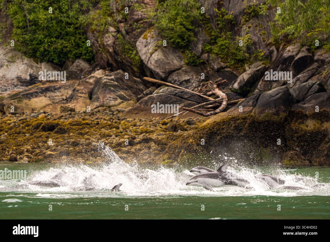 Branco di delfini dal lato bianco del pacifico che pescano aringhe a Knight Inlet, territorio tradizionale del Da'Naxda'xw Awaetlala First Nation, British Columbia Foto Stock