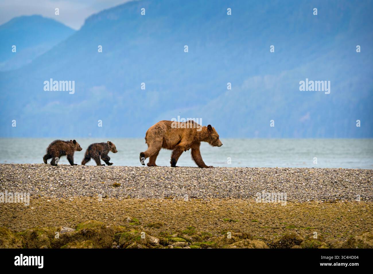 Grizzly orso mamma con To coys (cucciolo dell'anno) che cammina attraverso il ponte di terra sull'isola di Tomakstum, territorio tradizionale del Da'Naxda'xw Awaetlala Foto Stock