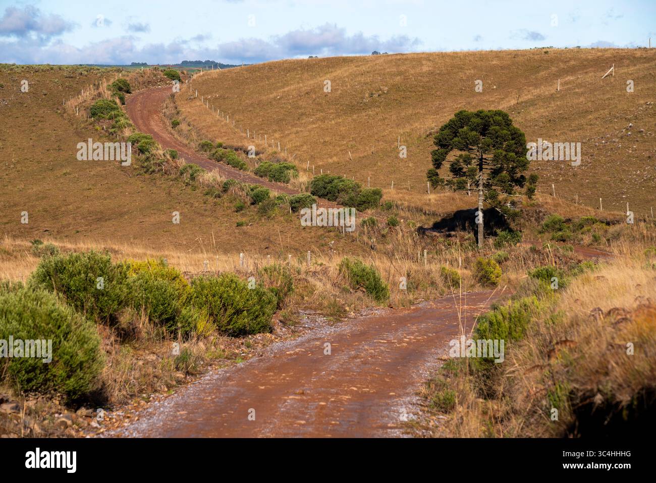 Pista sporca che attraversa vasti campi vicino alla città di Bom Jesus, Santa Catarina, Brasile Foto Stock