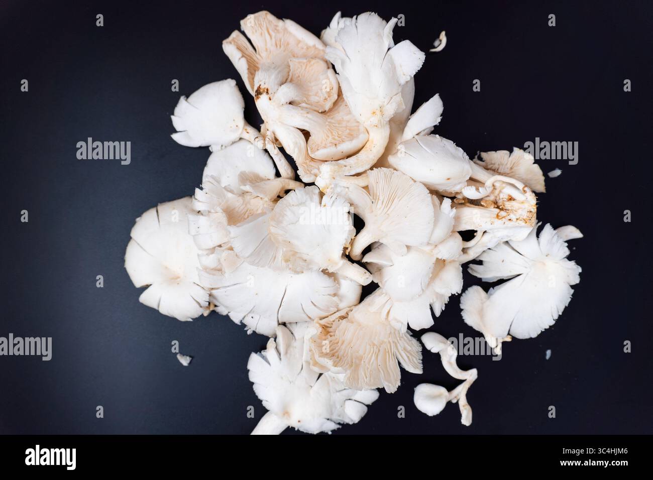 Funghi di ostriche freschi o funghi tiram con consistenza morbida e colore pallido, perfetti per piatti vegetariani, ingredienti da cucina o visua di cibo biologico Foto Stock