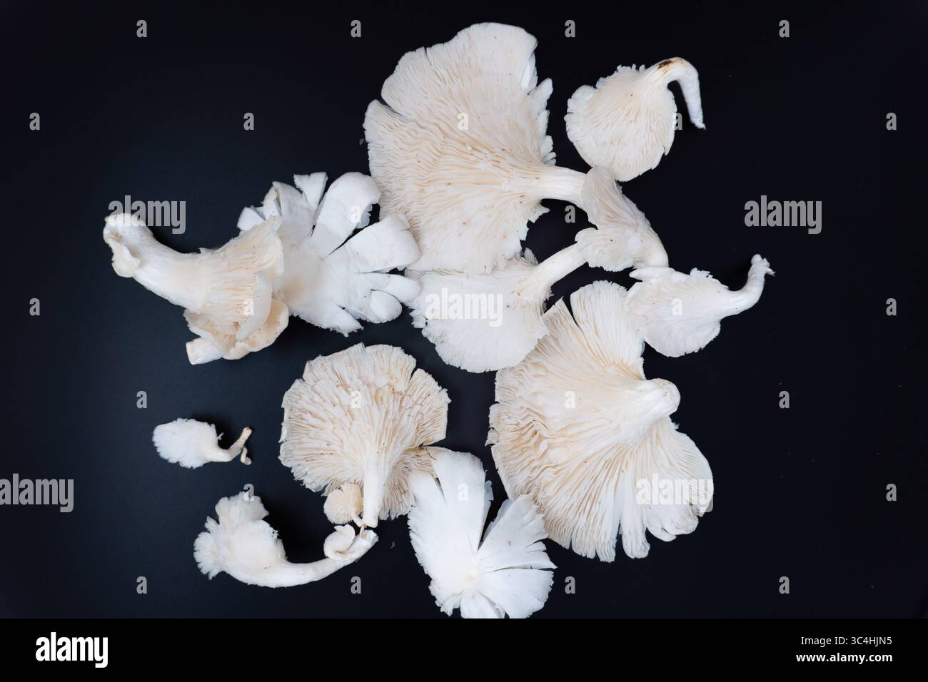 Funghi di ostriche freschi o funghi tiram con consistenza morbida e colore pallido, perfetti per piatti vegetariani, ingredienti da cucina o visua di cibo biologico Foto Stock