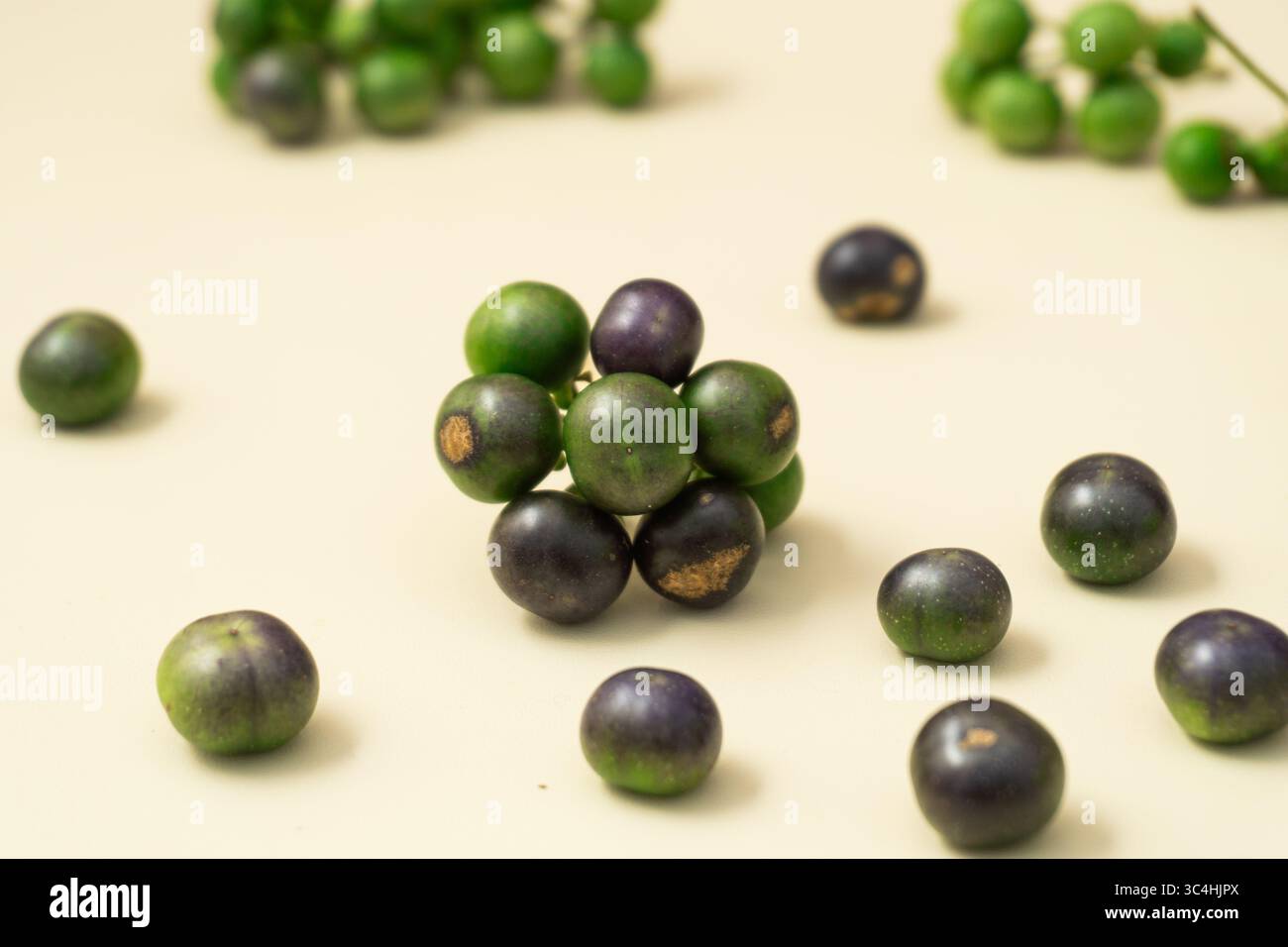 Leunca fresca (Solanum nigrum), comunemente usata nella cucina indonesiana. Catturati con texture e colori naturali, ideali per alimenti o botanici Foto Stock