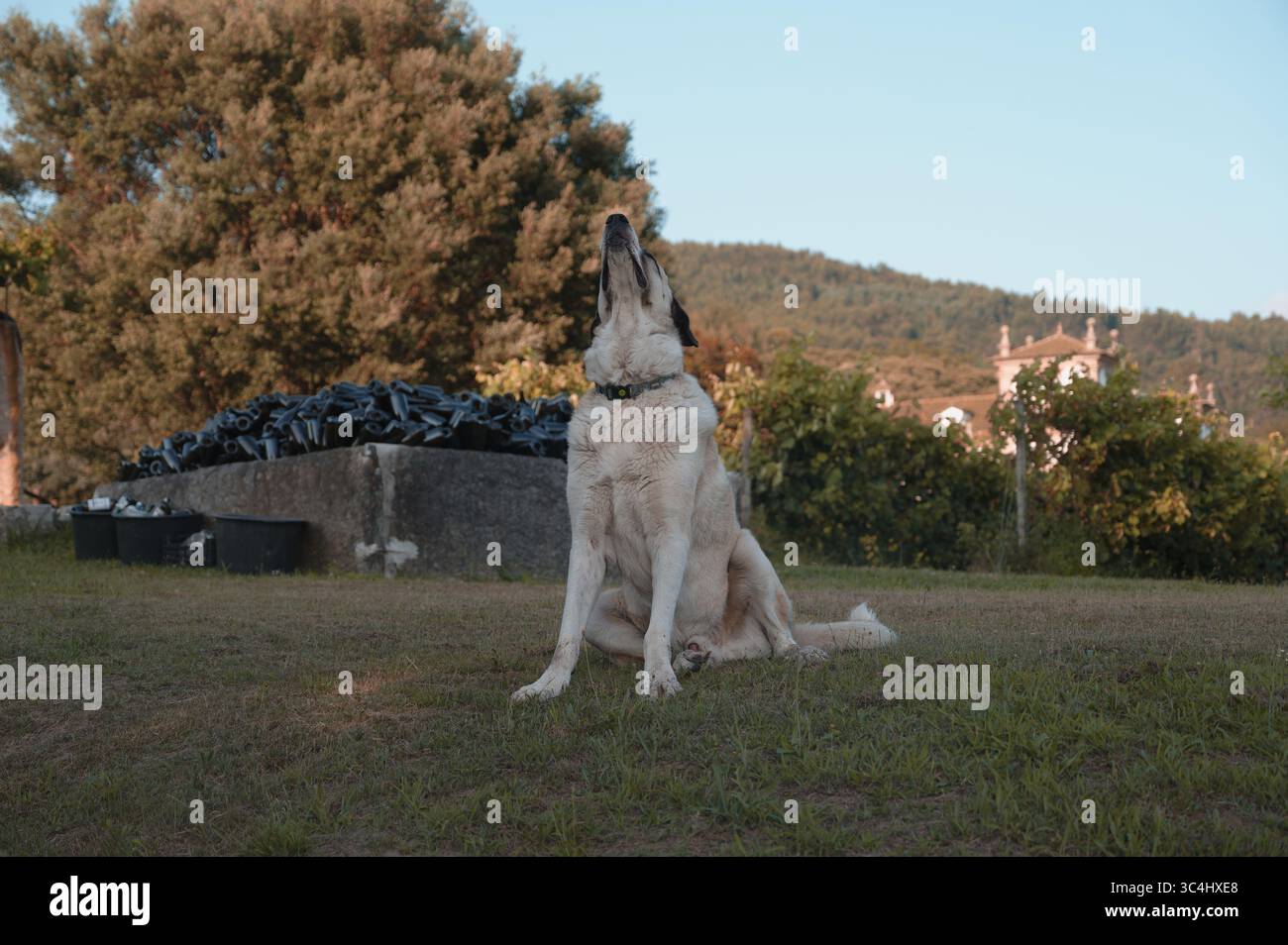 Sorvegliando il vigneto con un cane fiero e fedele, si tiene d'occhio le colline del nord del Portogallo Foto Stock