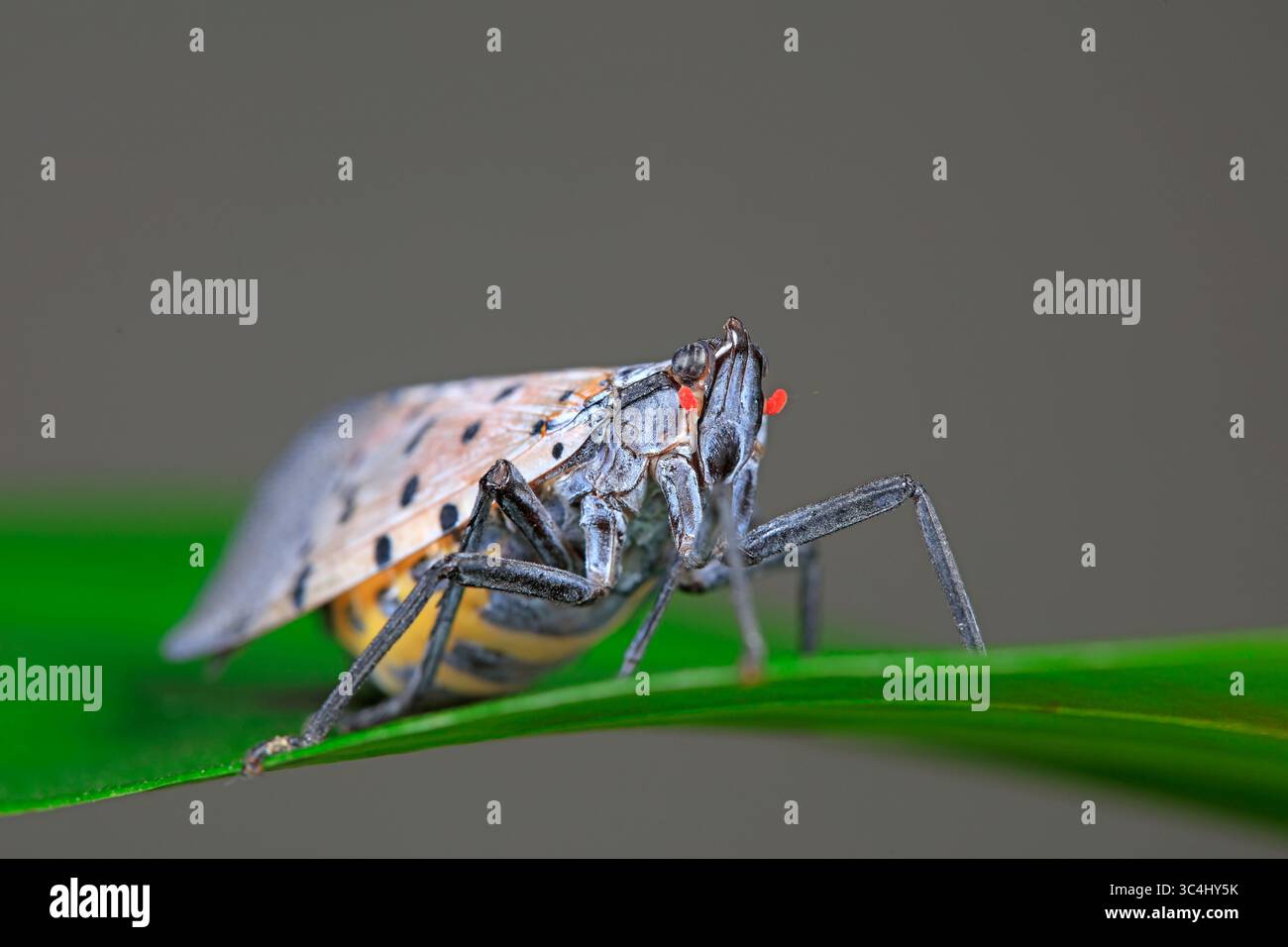 Cera cicale in natura Foto Stock