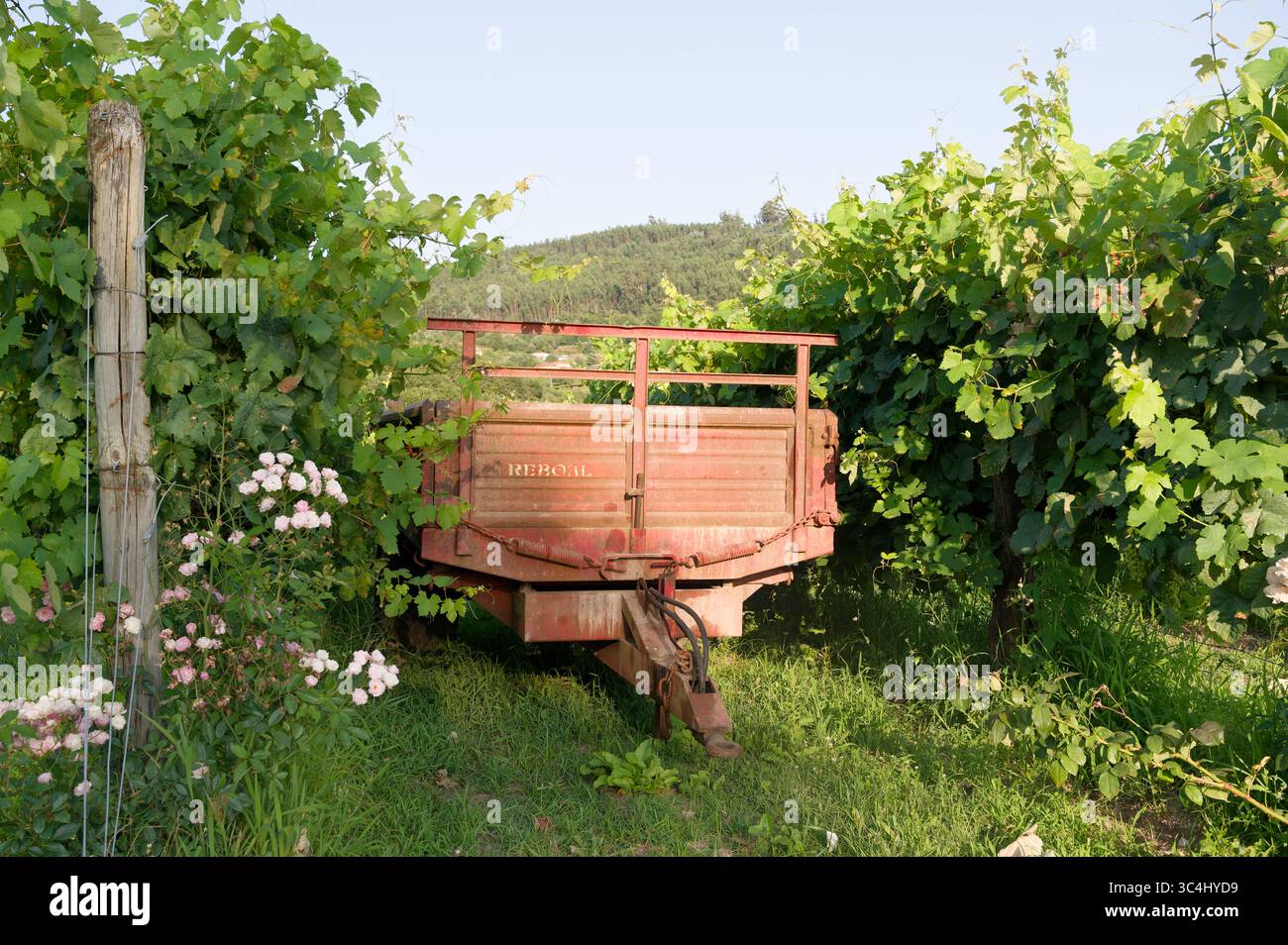Rustico rimorchio nascosto tra filari di vigne e fiori selvatici nel terreno di Paco de Calheiros Foto Stock